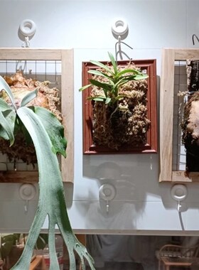 实木鹿角蕨种植空气凤梨304不锈D钢壁挂相框上挂板植挂网吊篮定植