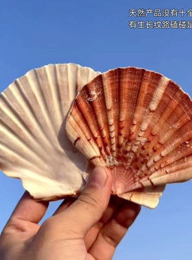 海薇尚天然冰岛珊瑚海螺贝壳