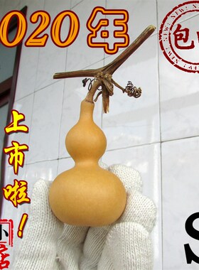 老斌小店精品天津嘴手捻小葫芦摆件一物一拍包邮