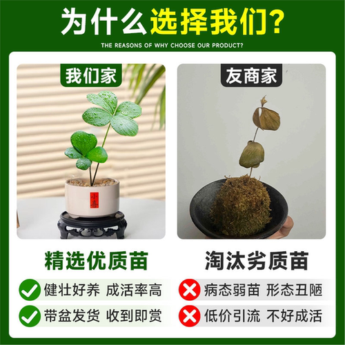 墨西哥铁树四叶草盆栽办公室内情绪稳定幸运草桌面旺财绿植物摆件 - 图0