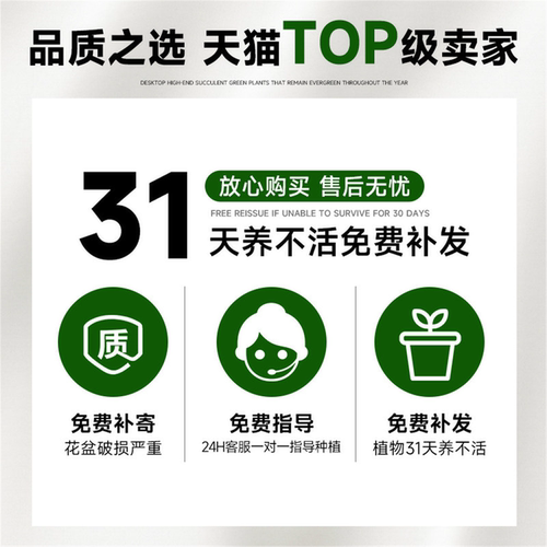 墨西哥铁树四叶草盆栽办公室内情绪稳定幸运草桌面旺财绿植物摆件 - 图3