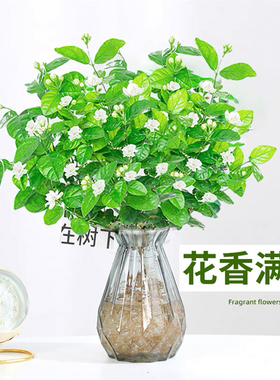 水培植物茉莉花苗盆栽带花苞四季开花室内好养花卉水养九里香绿植