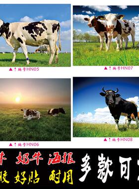 水牛奶牛黄牛海报贴画动物海报牛肉分割图生猪分割图水果墙贴包邮