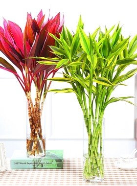富贵竹带根水培植物红色朱蕉转运竹室内花卉盆栽净化空气水养四季