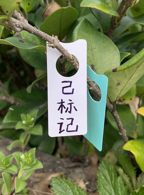 大量葡萄标签 葡萄色卡 葡萄记号牌 葡萄标记卡 植物标签量大价优