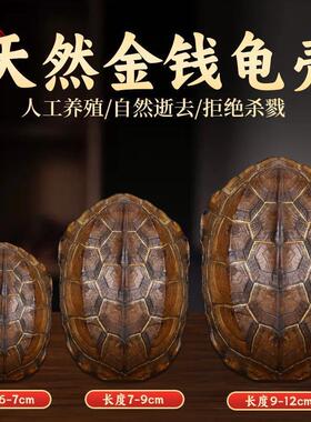 天然乌龟壳真龟甲文玩六爻摇卦干隆铜钱算挂手把件摆件卜工具卦