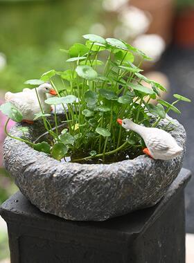 复古铜钱草水培花盆仿石臼鸭子花盆碗莲一线莲水养盆花园摆件庭院
