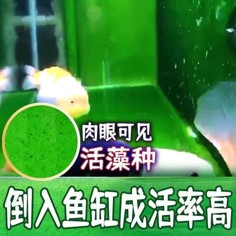 精品长绒藻石兰寿鱼缸绿藻精品藻种天然绿藻净化水质绿地毯摆件