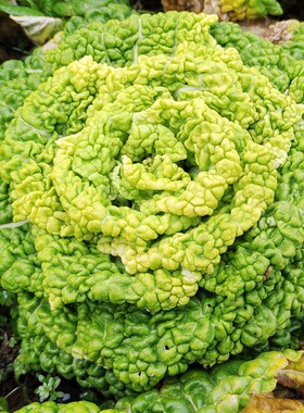 矮脚黄种籽耐寒黄心乌塌菜种乌塌菜种孑矮脚白菜菊花心乌塔菜籽种