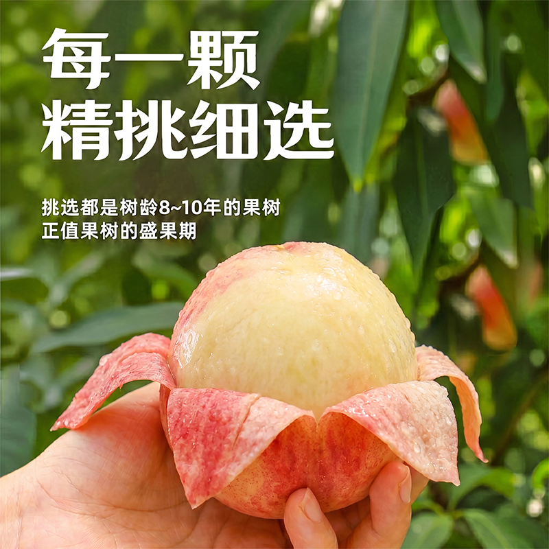 正宗无锡水蜜桃新鲜水果现摘现发桃软桃子整箱礼盒装当季现摘