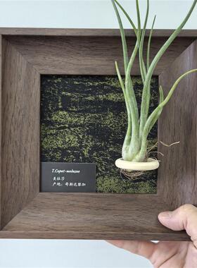 原木风磁吸木环diy装饰磁吸冰箱贴画框装饰空气凤梨支架植物底座