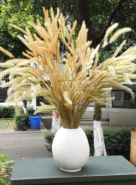 包邮狗尾巴草干花花束粉色狗尾草真花风干客厅桌S面装饰摆设物拍