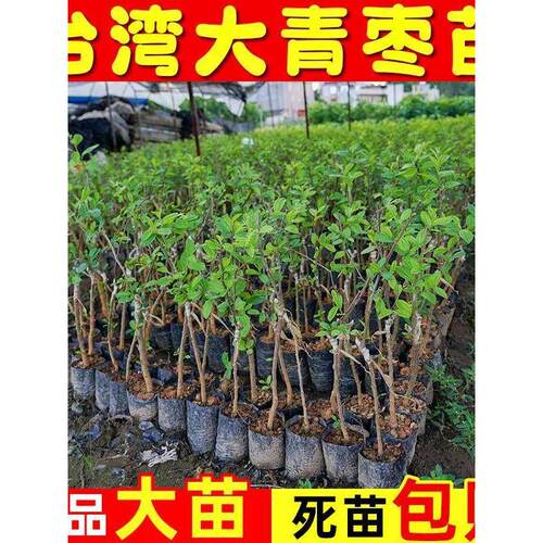 【基地直发】大青枣树苗正宗嫁接台湾高产大果牛奶枣脆甜苹果枣树 - 图2