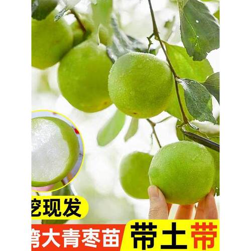 【基地直发】大青枣树苗正宗嫁接台湾高产大果牛奶枣脆甜苹果枣树 - 图3