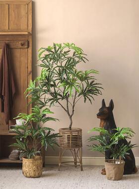 采购产品模拟绿色植物，孔雀木，大型植物美化，装饰盆栽植物，室