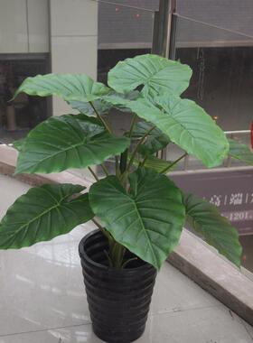 包邮 仿真植物盆景盆栽花卉 多叶灌木植物滴水观音 客厅办公装饰