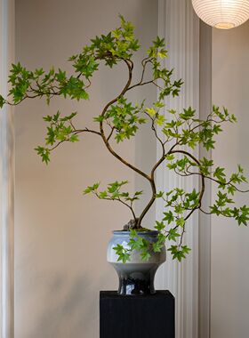 森空间流泉枫仿真绿植宋氏美学新中式茶室装饰禅意玄关摆件盆景