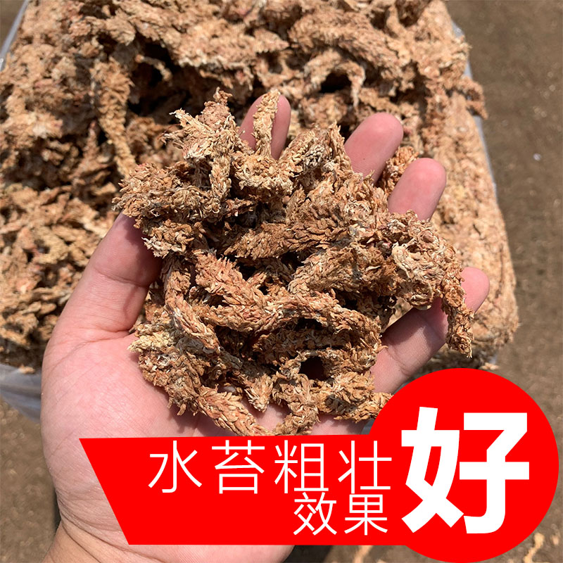 智利水苔无菌进口干苔藓食虫植物蝴蝶兰营养土兰花无土栽培专用土 - 图2