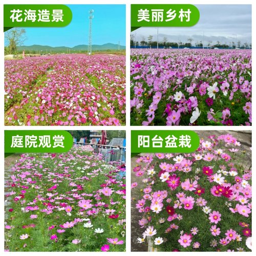 波斯菊花种子格桑花种籽子七彩四季易种花籽易活庭院室外开花种孑 - 图1