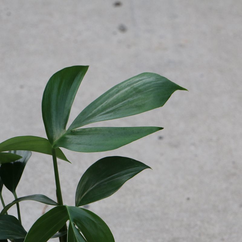 竹芋 麒麟尾 凤尾竹 凤莲尾盆栽绿植淡甲醛淡油烟常绿易养护 - 图2