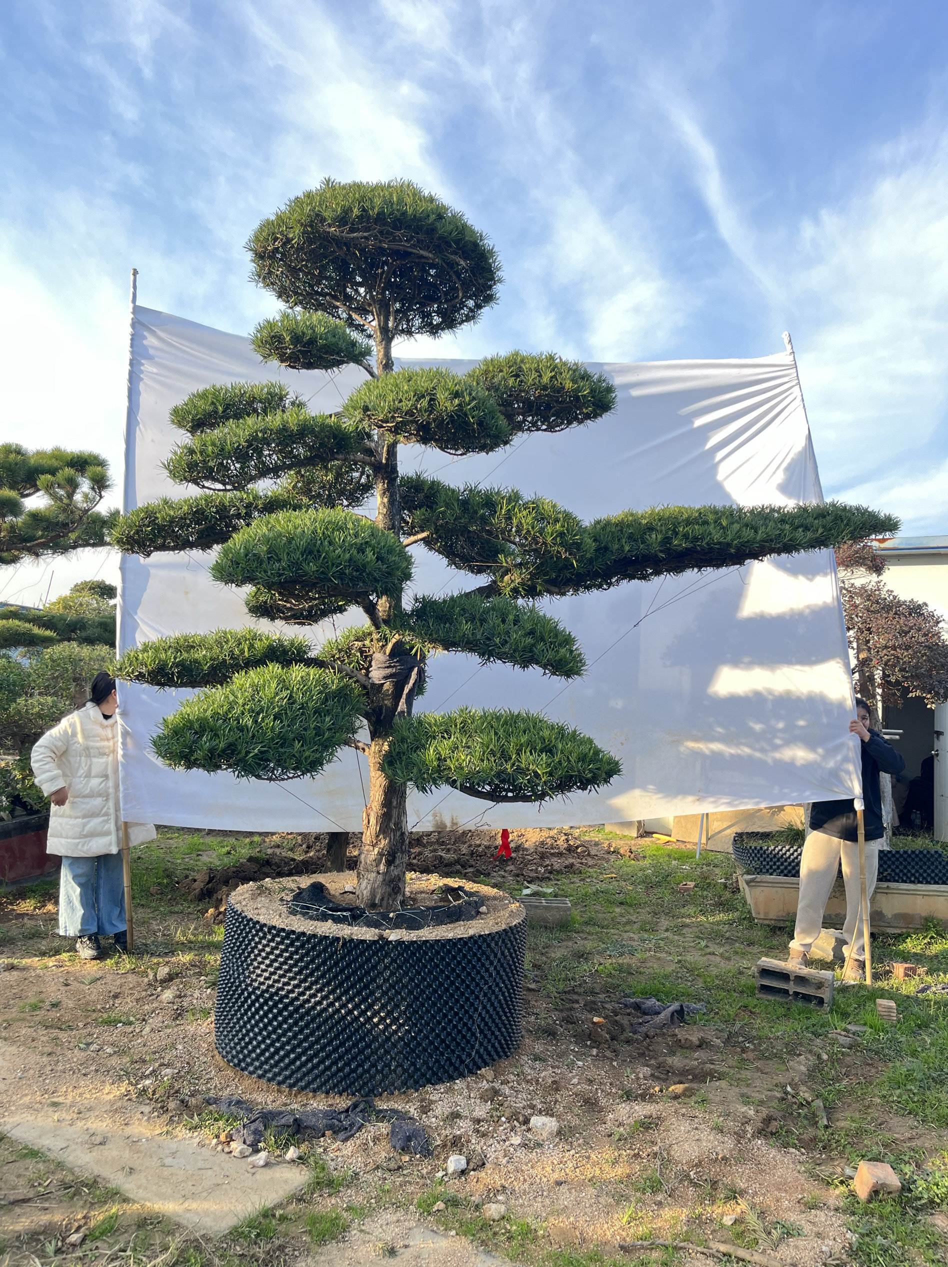 罗汉松精品造型树别墅庭院家院地景盆景大小1米2米3米4米高度,淘宝优惠券,粉丝福利购,淘宝优惠卷