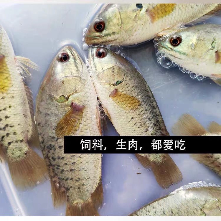 攀鲈鱼观赏鱼过山鲫鱼巴毛鱼龟壳凶猛鱼淡水鱼好养活热带鱼太阳鱼,淘宝优惠券,粉丝福利购,淘宝优惠卷