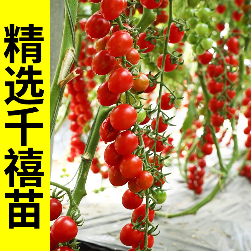 千禧圣女果苗盆栽水果小番茄西红柿种籽孑老品种串串苗秧矮生阳台,淘宝优惠券,粉丝福利购,淘宝优惠卷