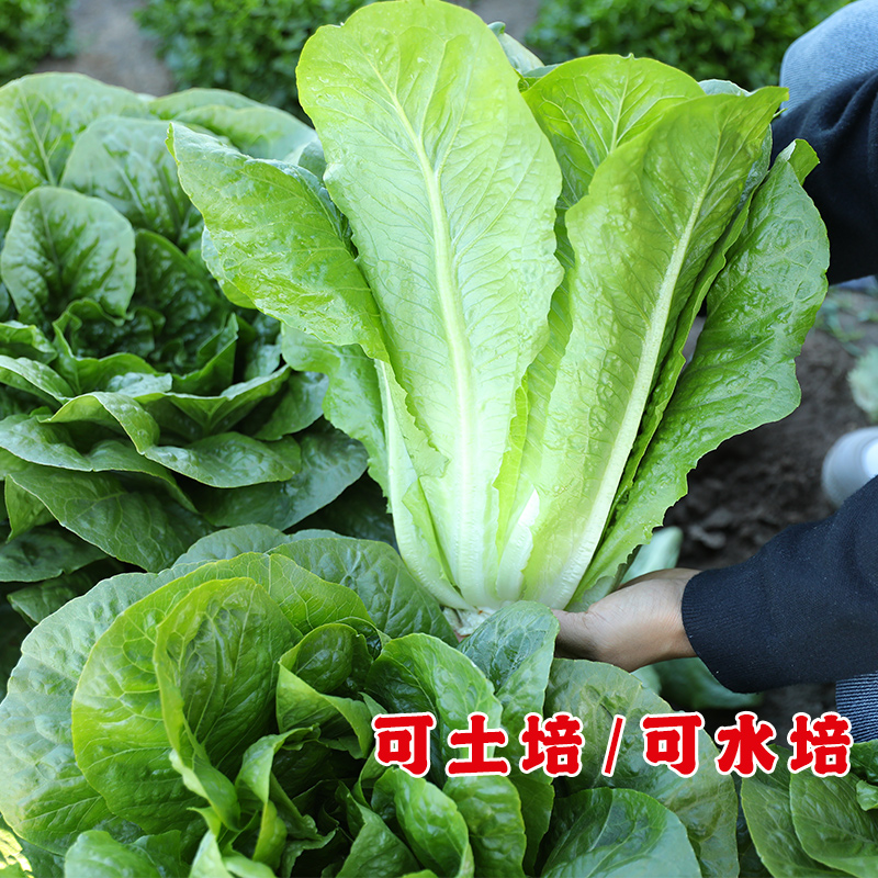 意大利生菜孑种子籽四季蔬菜苗罗马奶油球生菜紫阳台盆栽苦菊水培 - 图2