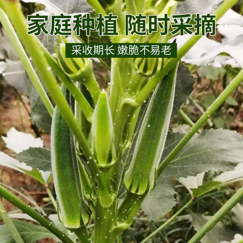 四季水果秋葵苗种孑籽黄红秋葵特色水果蔬菜农家阳台秧苗大全 - 图0