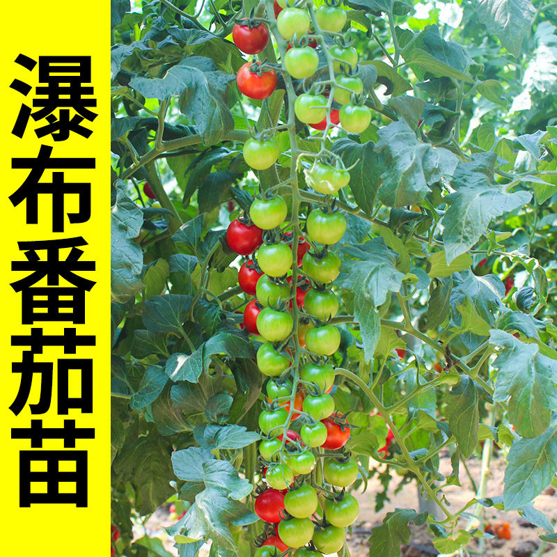 瀑布小番茄种子籽四季大全种孑圣女果苗秧盆栽蔬菜种子,淘宝优惠券,粉丝福利购,淘宝优惠卷