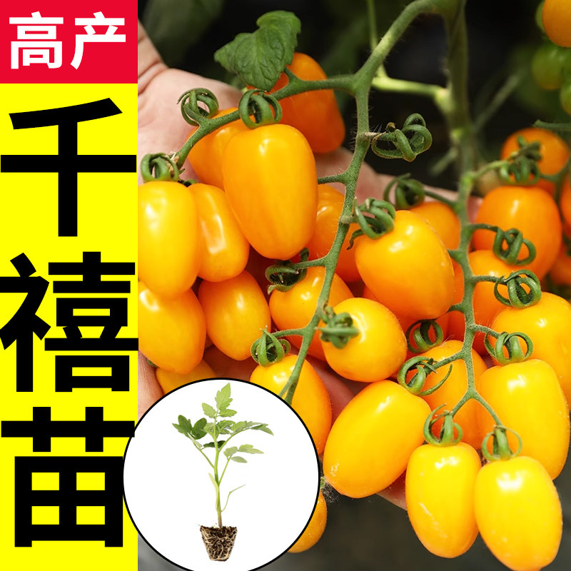 千禧圣女果苗盆栽水果小番茄西红柿种籽孑老品种串串苗秧矮生阳台,淘宝优惠券,粉丝福利购,淘宝优惠卷