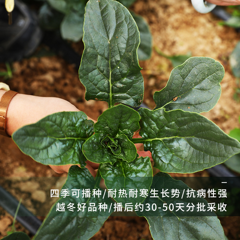 小叶菠菜种子四季波菜种籽大全秋季农家盆栽蔬菜种孑红根菠菜籽种 - 图1