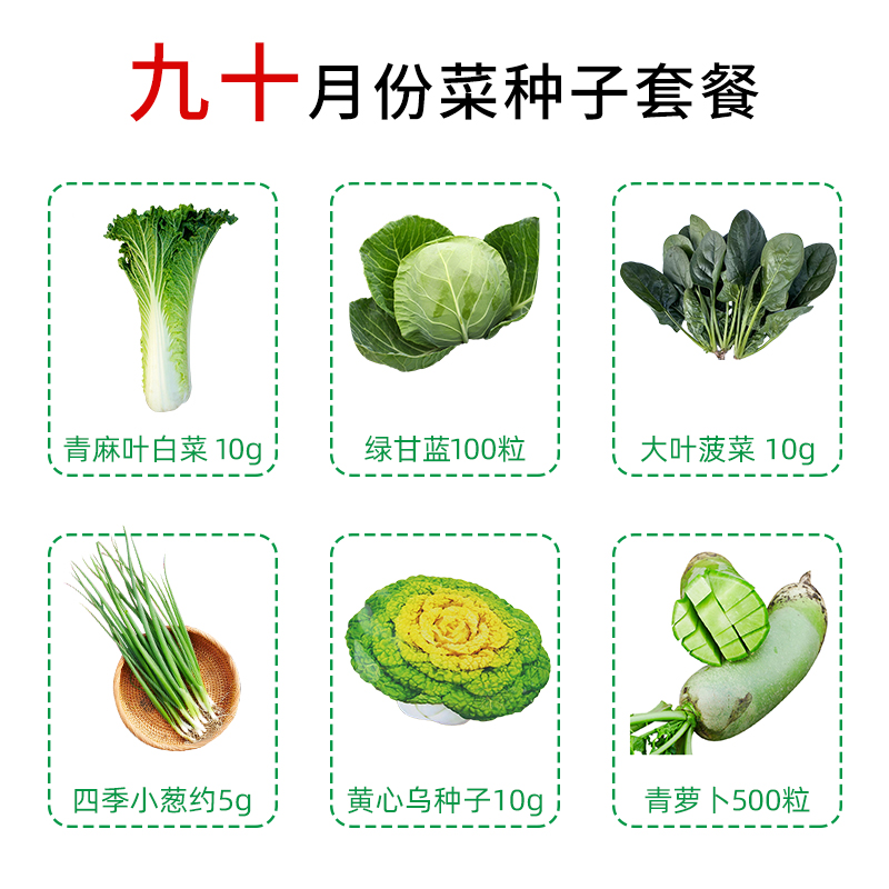 冬天种的菜种籽十一月份盆栽蔬菜四季葱种大全生菜香菜菠菜子孑冬 - 图3