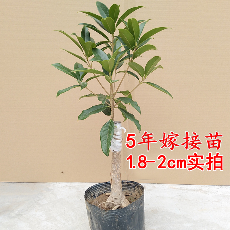 桂花树苗盆栽庭院植物金桂丹桂浓香型花卉四季开花好养易活小盆景-图1