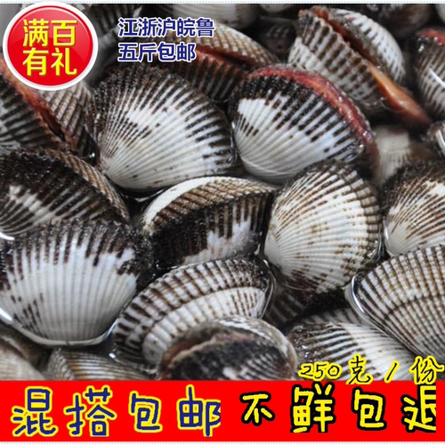 鲜活毛蛤新鲜蛤蜊毛蛤血蛤大毛钳生吃刺身贝类海鲜水产包邮顺丰 - 图0