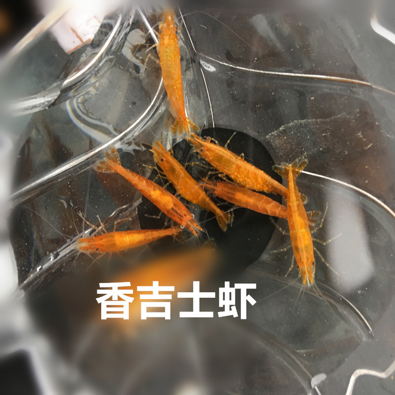 观赏虾 套餐 包邮 宠物虾 极火黄米蓝丝绒蓝钻蓝琉璃香吉士巧克力 - 图0