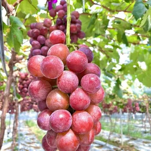 行雨苗木—红富士嫁接苗（夏黑砧木） - 图0