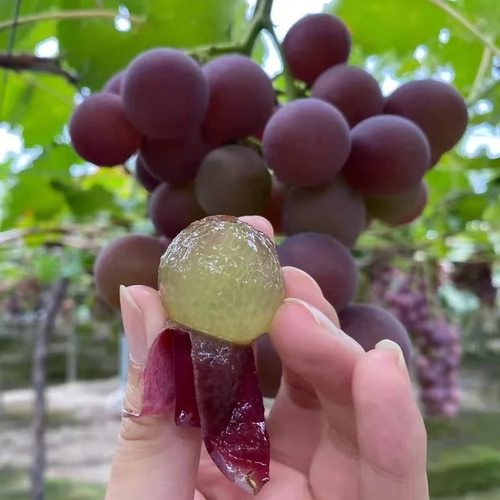 行雨苗木-巨峰嫁接苗（夏黑砧木） - 图1