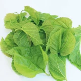 Шелковой червр детские тулотные листья питают шелкорный червя свежо -тумолочные листья, которые поднимают костюмы шелковика, свежее маленькое шелколочное шелковое измельчение сельскохозяйственное основание, забирая яйца шелковика