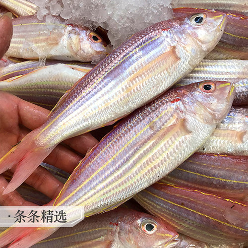 红杉鱼海鱼新鲜冷冻食用潮汕海鲜水产深海钓红三鱼金丝鱼金线鱼 - 图0