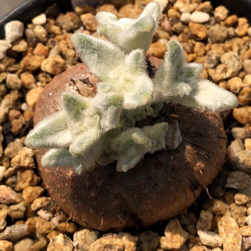 断崖女王 球根多肉植物可一物一拍 苏西的花园阳台盆栽迷你奇趣 - 图0