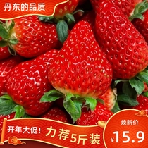 Fresh Sweet Cream Strawberry Now to be found in a large cool mountain open 99 red Yen should season fruit icing sugar hyacinth 5 kilos