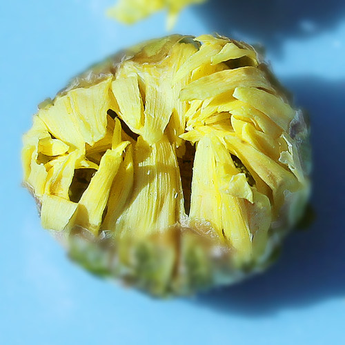 买一送一 菊花茶 头采正宗胎菊王桐乡杭白菊贡菊花茶罐装精选新花 - 图1