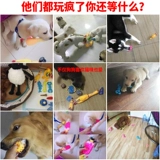 Собачья игрушечная мяч с домашним животным, продуманным питомцем Тедди Джинмао зубы, кричащие цыплята и щенки щенков, чтобы облегчить скучные