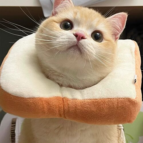小猫绝育脖圈伊丽莎白圈可调节柔软项圈狗狗可吃饭猫咪防舔咬神器 - 图1