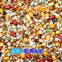 Tianjin Sailey High End (Nutrition A Level) with Corn Race Flying Grain Racing Pigeon Feed pigeon Special 50 Jin