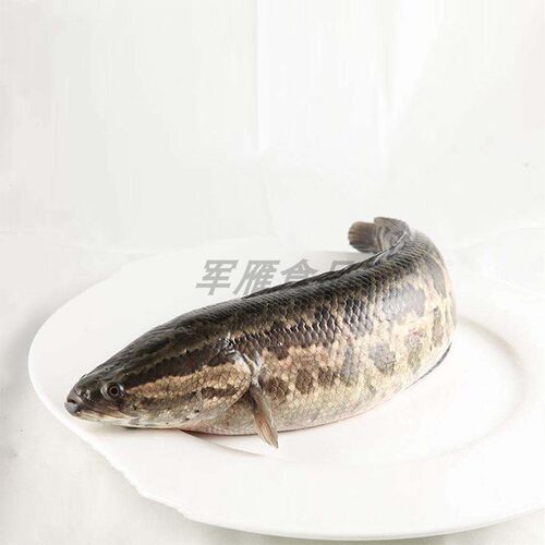 河鱼塘鱼黑鱼鲜活现杀乌鱼财鱼约1斤食用水产品 - 图0