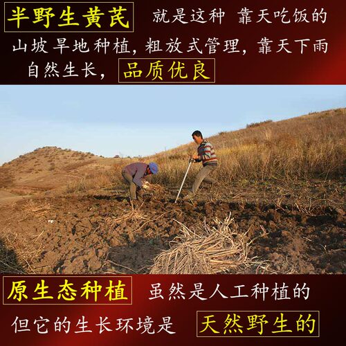 内蒙古黄芪片中材药正宗品北芪半野生无硫500g克泡水包邮原产地 - 图0