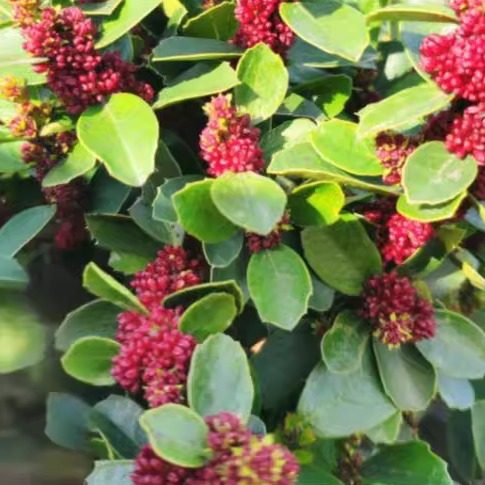 中华蚊母盆景基地直发,淘宝优惠券,粉丝福利购,淘宝优惠卷