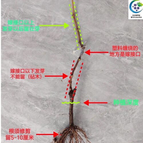 碧香无核 贝达砧木嫁接葡萄苗 宝利葡萄苗繁育专业合作社 - 图0